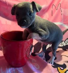 chiots chihuahua mâle et femelle - Photo 6