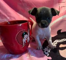 chiots chihuahua mâle et femelle - Photo 7