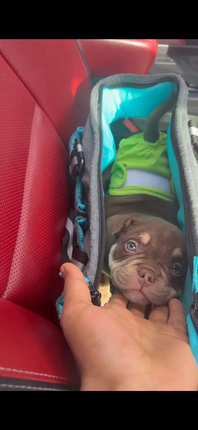 POCKET BULLY  PUPPP