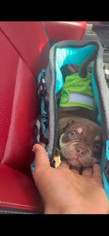 POCKET BULLY  PUPPP