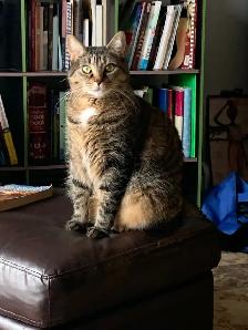 Looking for a forever home for a female cat