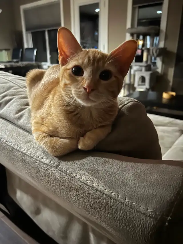 Kitten, 5 months old