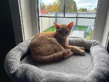 Kitten, 5 months old - Photo 2
