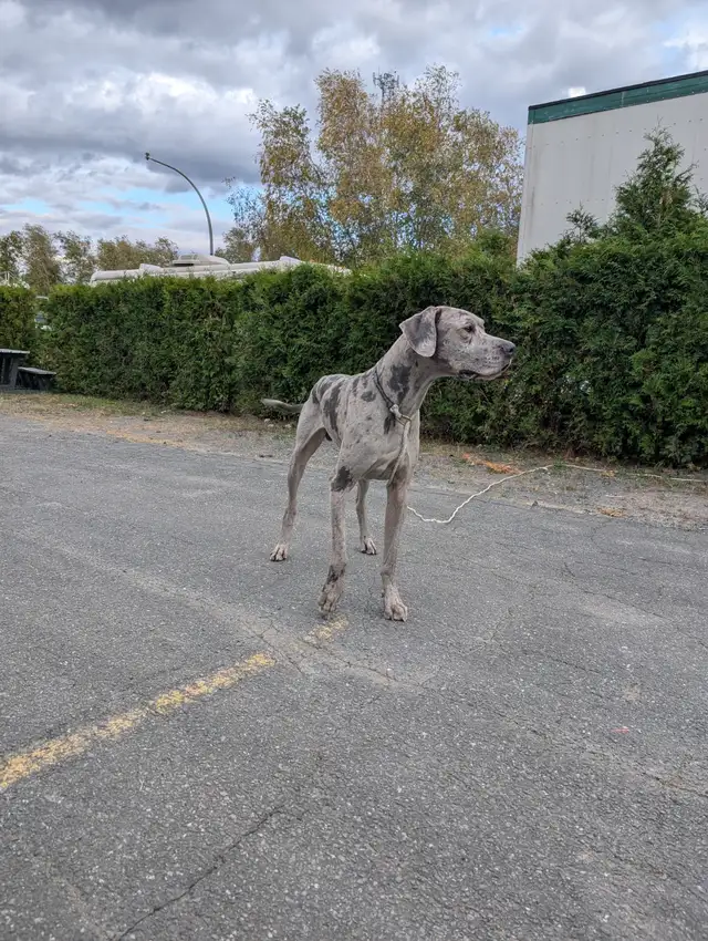 Grand Danois Arlequin doit partir urgent 819-809-3121