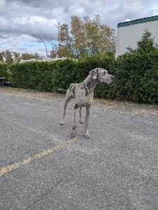 Grand Danois Arlequin doit partir urgent 819-809-3121