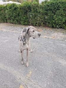 Grand Danois Arlequin doit partir urgent 819-809-3121 - Photo 2