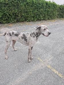 Grand Danois Arlequin doit partir urgent 819-809-3121 - Photo 3