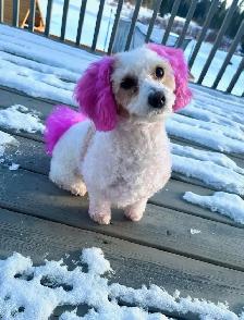 Sarah’s Dog Grooming - Photo 2
