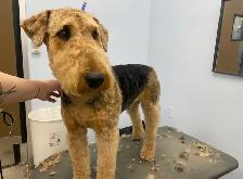 Sarah’s Dog Grooming - Photo 3