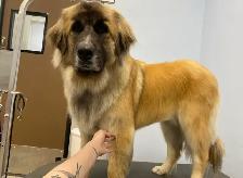 Sarah’s Dog Grooming - Photo 4