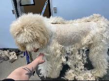 Sarah’s Dog Grooming - Photo 5