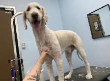 Sarah’s Dog Grooming - Photo 6