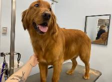 Sarah’s Dog Grooming - Photo 7