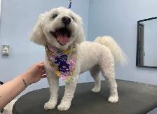 Sarah’s Dog Grooming - Photo 8