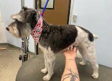 Sarah’s Dog Grooming - Photo 9