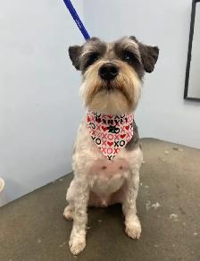 Sarah’s Dog Grooming - Photo 10
