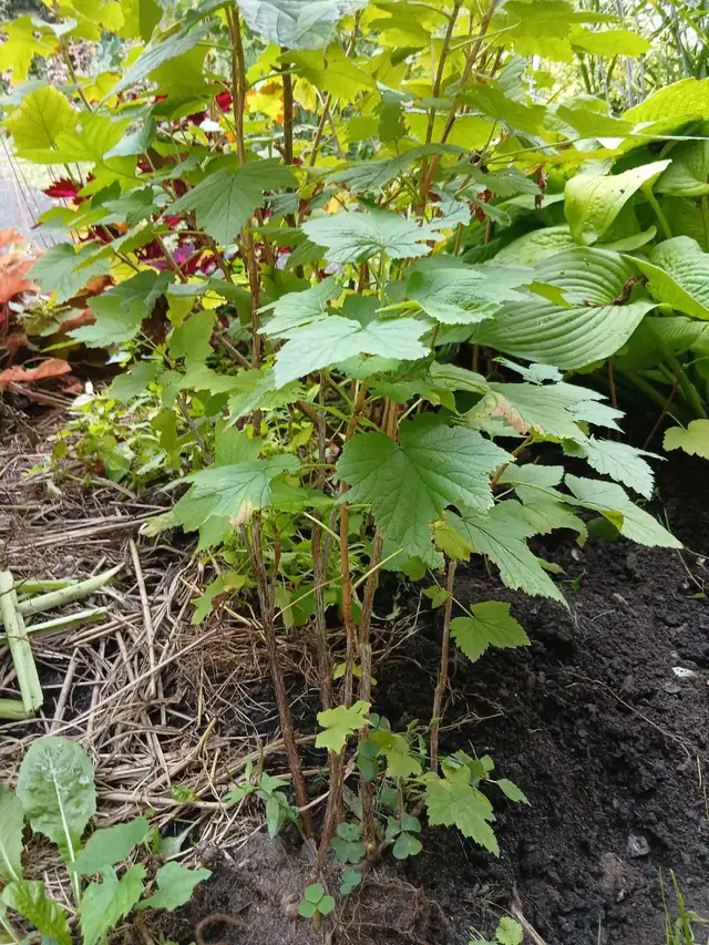 Blackcurrant bushes!