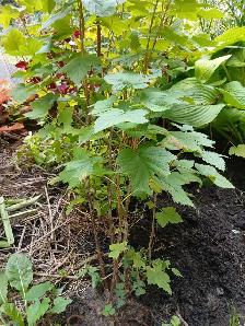 Blackcurrant bushes!