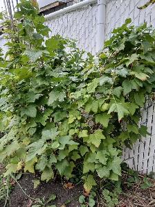 Blackcurrant bushes! - Photo 2