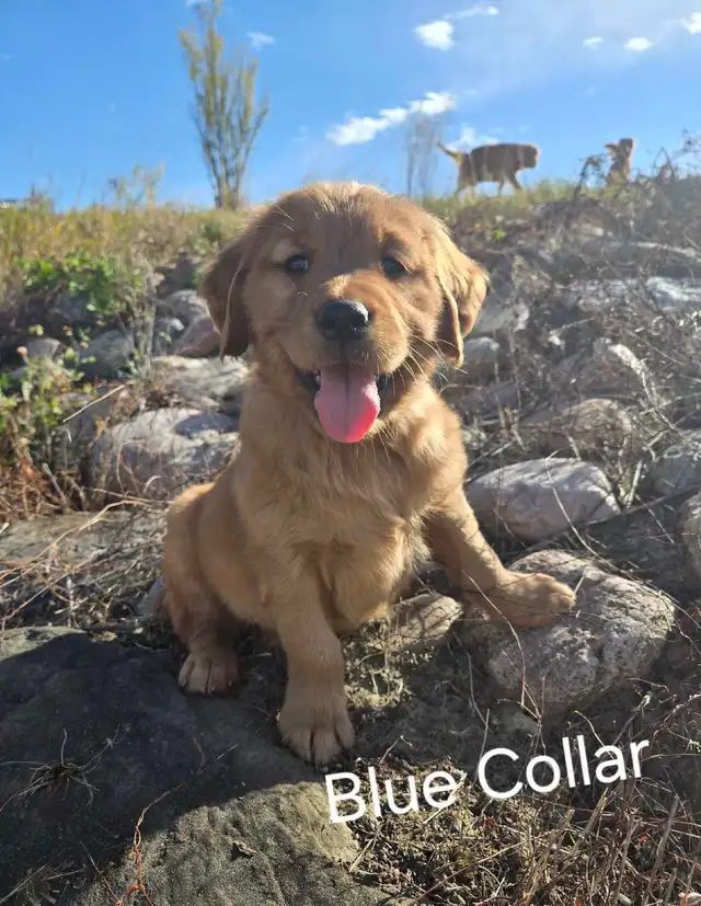 Purebred Red Golden Retriever Puppies