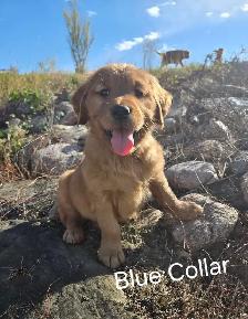 Purebred Red Golden Retriever Puppies