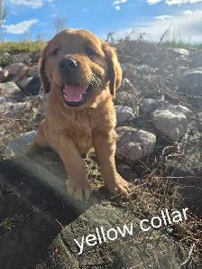 Purebred Red Golden Retriever Puppies - Photo 2