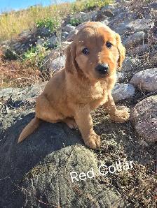 Purebred Red Golden Retriever Puppies - Photo 3
