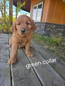 Purebred Red Golden Retriever Puppies - Photo 4