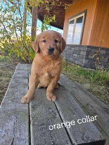 Purebred Red Golden Retriever Puppies - Photo 5