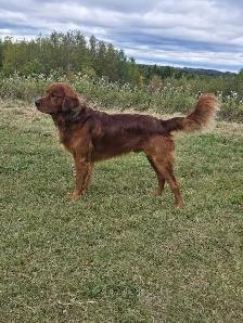 Purebred Red Golden Retriever Puppies - Photo 6