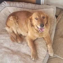 Purebred Red Golden Retriever Puppies - Photo 7
