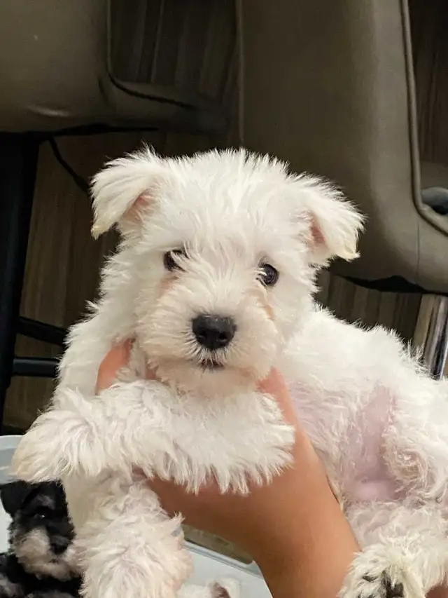 MINIATURE SCHNAUZER