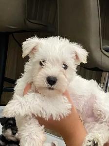 MINIATURE SCHNAUZER