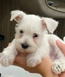 MINIATURE SCHNAUZER - Photo 2