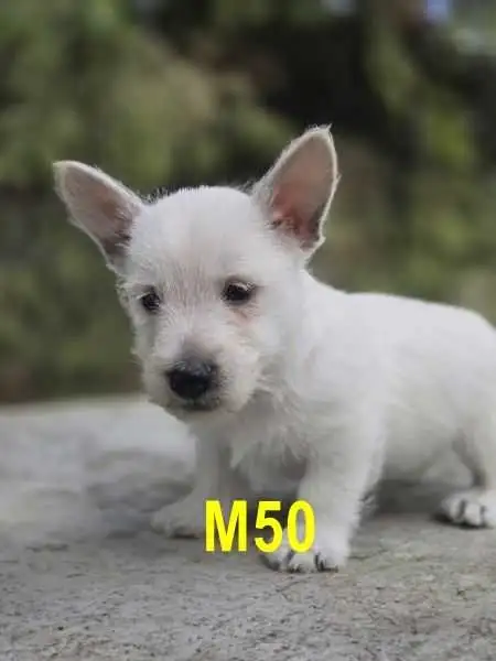 Weste puppies