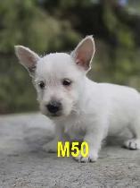 Weste puppies