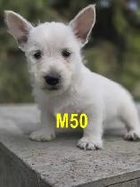 Weste puppies - Photo 2