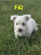 Weste puppies - Photo 3