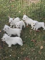 Weste puppies - Photo 4