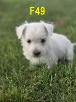 Weste puppies - Photo 5