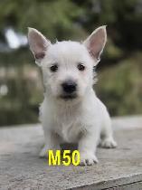 Weste puppies - Photo 6