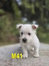 Weste puppies - Photo 7