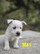 Weste puppies - Photo 8