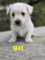Weste puppies - Photo 9