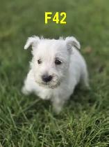 Weste puppies - Photo 10