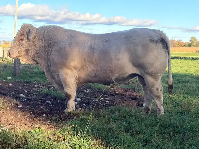 Charolais Bull