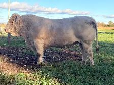 Charolais Bull