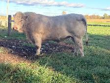 Charolais Bull - Photo 2