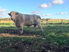Charolais Bull - Photo 3