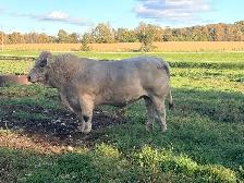 Charolais Bull - Photo 4